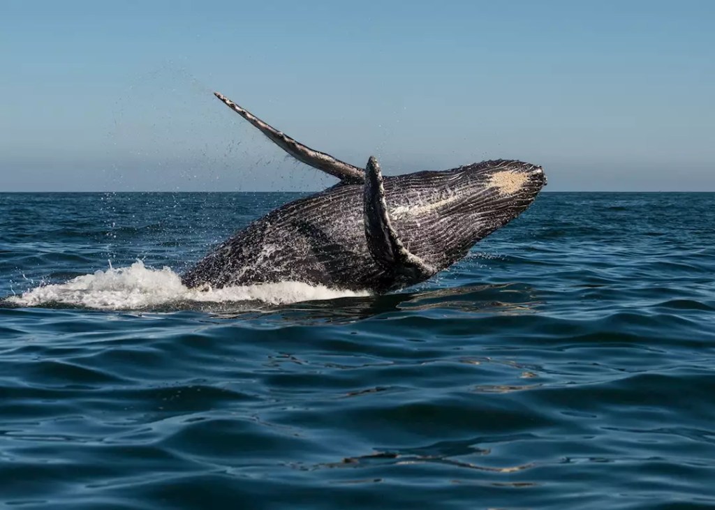 Ballenas en Hermanus