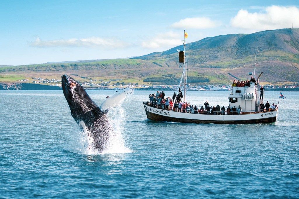 Ballena saltando en Islandia