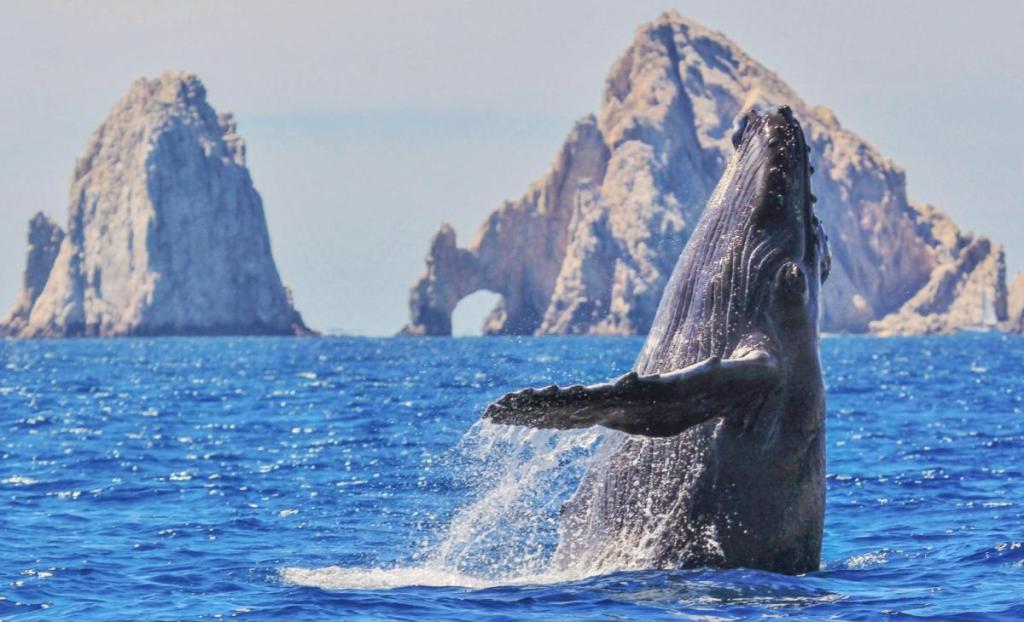 Ballena en Los Cabos